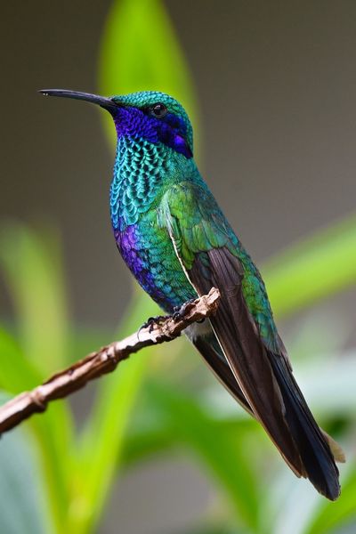 Hummingbird