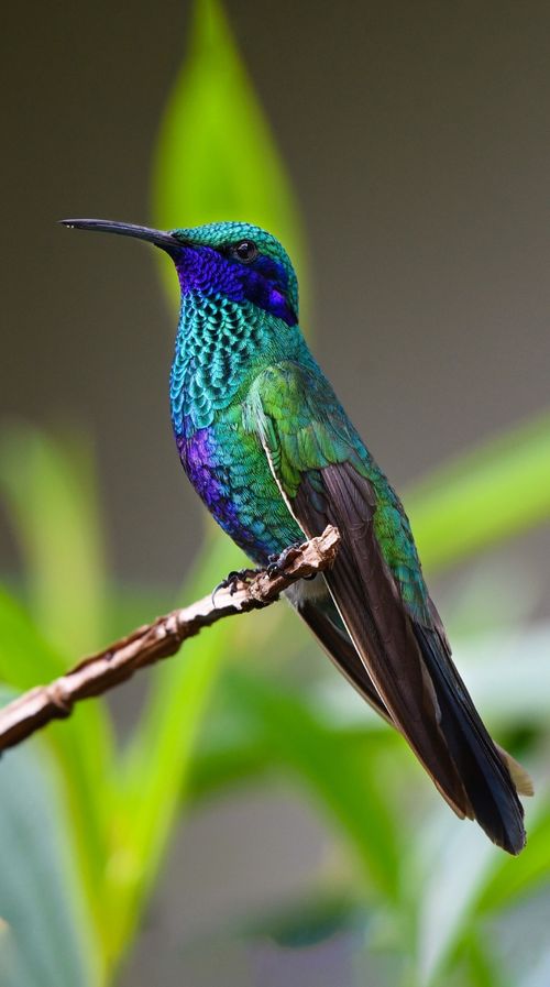 Hummingbird