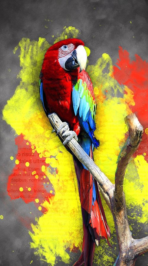 Parrot Bird